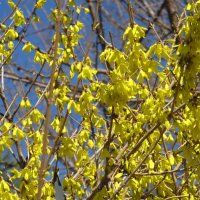 апрель :: Елена Шаламова