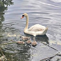 Мама с детками. :: Валерия Комова