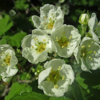 Боярышник — символ семьи и счастливого брака. :: Ольга Довженко