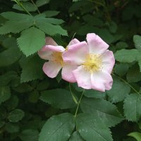 Цветет шиповник :: Елена Семигина Цветет шиповник :: Елена Семигина