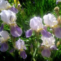 Ирисы :: Елена Семигина