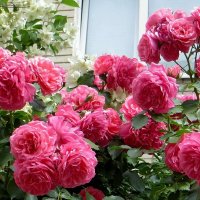 Мой цветущий месяц май :: Татьяна Смоляниченко Мой цветущий месяц май :: Татьяна Смоляниченко