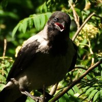 Анекдот :: kolyeretka 