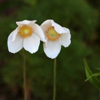 Ветреная парочка (анемоны ветреницы) :: Светлана 