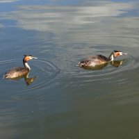 Чомга :: Рита Симонова