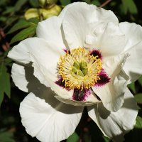 Пион :: Татьяна Тюменка Пион :: Татьяна Тюменка