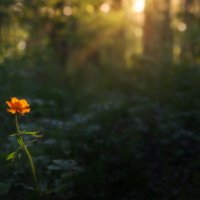 * :: Александр Иванов