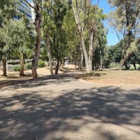 "Эфкалиптовая аллея - :: Светлана Хращевская "Эфкалиптовая аллея - :: Светлана Хращевская