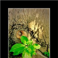 ЭТЮД.... :: Elvira E. 