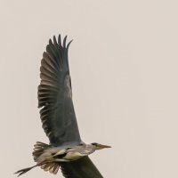 Полет цапли :: Сергей Флетчер