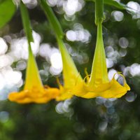 Бругмансия. :: Оля Богданович