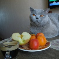 Котярский кофе-брэйк :: Лютый Дровосек