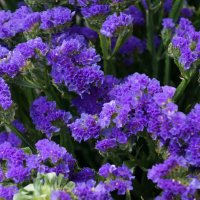 * * * :: Алёна Савина