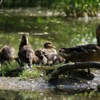 Молодое поколение :: Ninell Nikitina