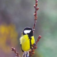 Весна... то-ли лето ? :: Юрий Куликов Весна... то-ли лето ? :: Юрий Куликов