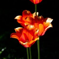 Тюльпаны :: Анастасия Попова