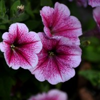 Петуния :: Татьяна Евдокимова