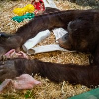 Устал... :: Борис Калитенко