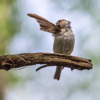 Чистюля. :: Анатолий. Chesnavik. Чистюля. :: Анатолий. Chesnavik.