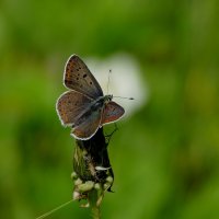 Бабочки, снятые вчера 3 :: Александр Прокудин