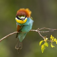 *** :: Валерий Черняк