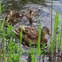 Утята :: Сапсан 