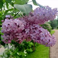 Сирень :: Сапсан 