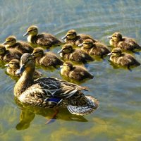 Утиное семейство. :: Милешкин Владимир Алексеевич 