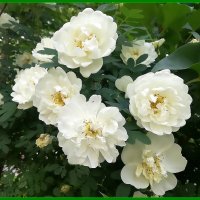 «Роза морщинистая Альба» :: Ольга Довженко