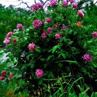 Сиреневый куст :: Юрий Гайворонскiий