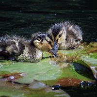 Утята :: Андроник Александр Утята :: Андроник Александр