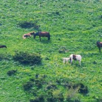 На джайляо :: Георгиевич На джайляо :: Георгиевич