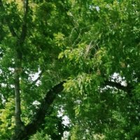 Городская суета :: Андрей Хлопонин Городская суета :: Андрей Хлопонин