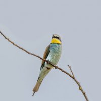 золотистые щурки :: юрий макаров