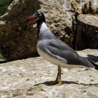 Белоглазая чайка. :: Alexander Amromin