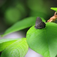 Альбергия Фривальдского :: Владилен Панченко Альбергия Фривальдского :: Владилен Панченко