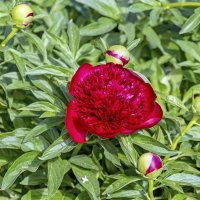 Первый пошёл :: Валерий Иванович