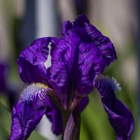 Ирис :: Андрей + Ирина Степановы