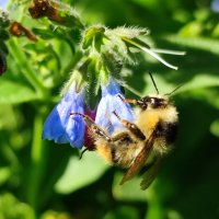 *** :: Валентина Богатко 