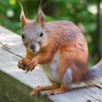 Белка :: Лина 