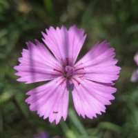 Гвоздика :: Anna Ivanova