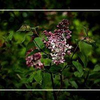 Сирень :: Владимир Кроливец