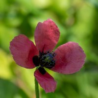 Мак :: Игорь Сикорский