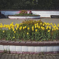 Клумба :: Владимир Кроливец Клумба :: Владимир Кроливец