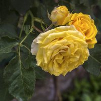 Жёлтые  розы :: Валентин Семчишин