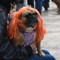Москва. Парад французских бульдогов в усадьбе «Воронцово». :: Наташа *****