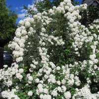 май :: Елена Шаламова май :: Елена Шаламова