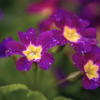 * :: Svetlana Galvez