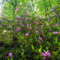 Рододендроновый лес :: Tata Wolf