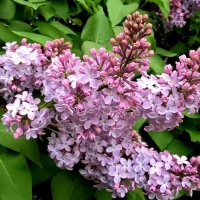 Сирень и месяц май :: Елена Семигина